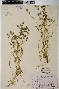 Berula erecta image