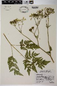 Anthriscus sylvestris image