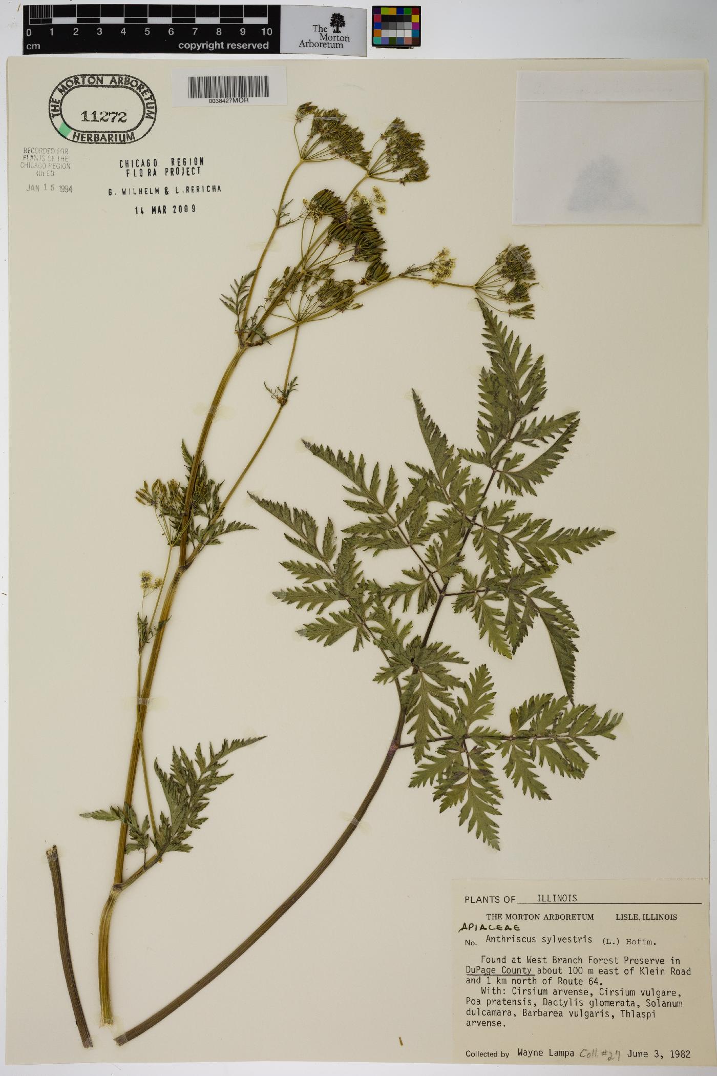 Anthriscus sylvestris image