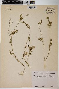 Chaerophyllum procumbens image