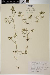 Chaerophyllum procumbens image