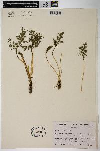 Chaerophyllum procumbens image