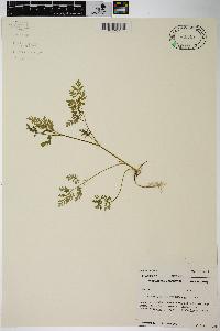 Chaerophyllum procumbens image