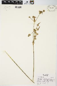 Juncus brachycarpus image