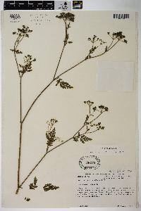 Torilis japonica image