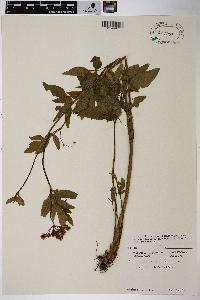 Image Associated With the Occurence