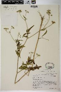 Torilis japonica image