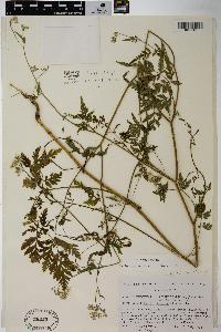 Torilis japonica image