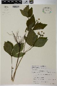 Sanicula trifoliata image