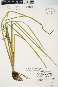 Sparganium angustifolium image