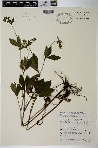 Sanicula canadensis var. canadensis image