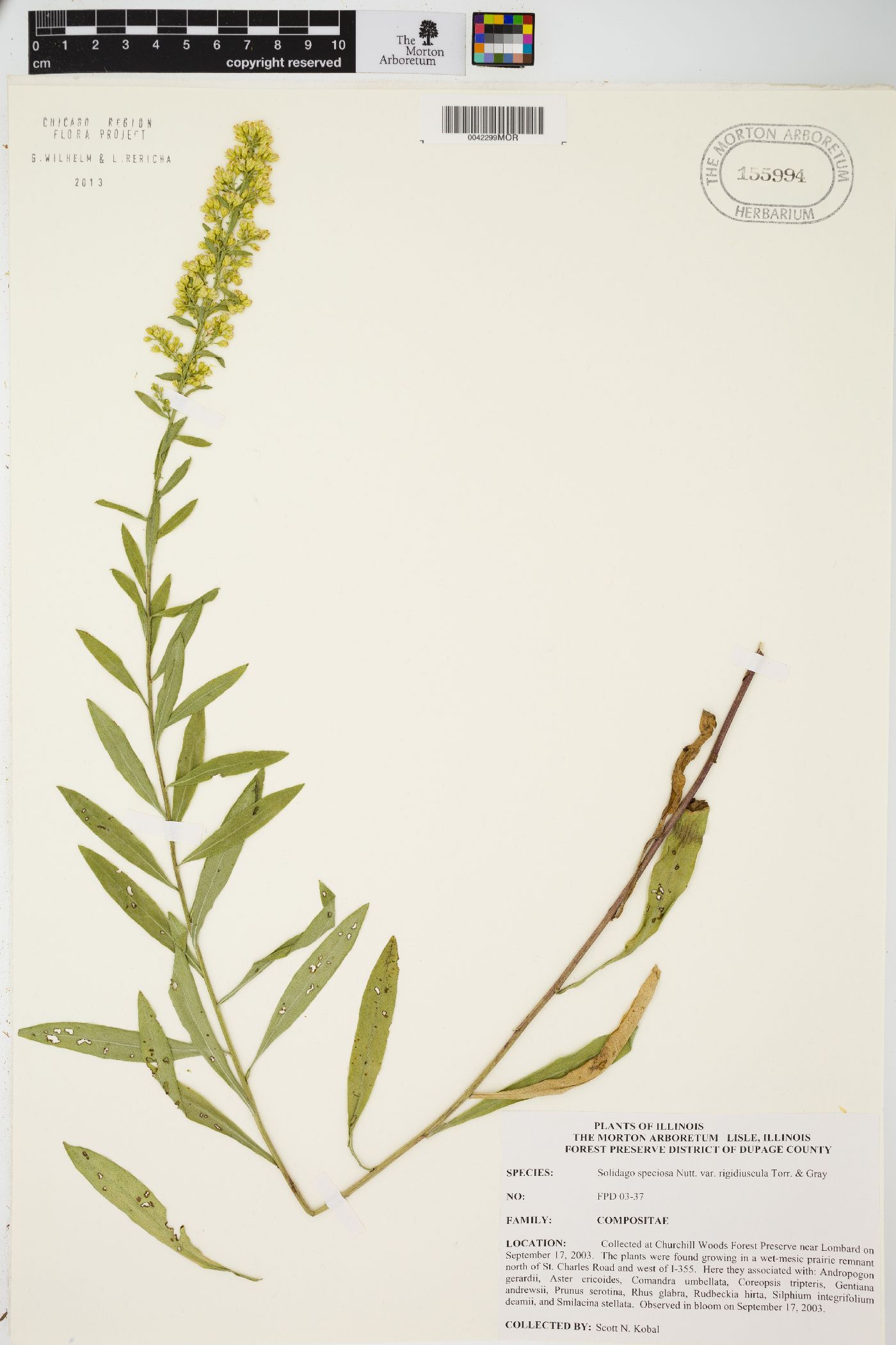 Solidago rigidiuscula image