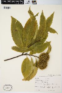 Castanea dentata image