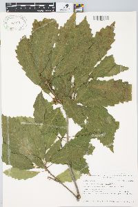 Quercus × deamii image