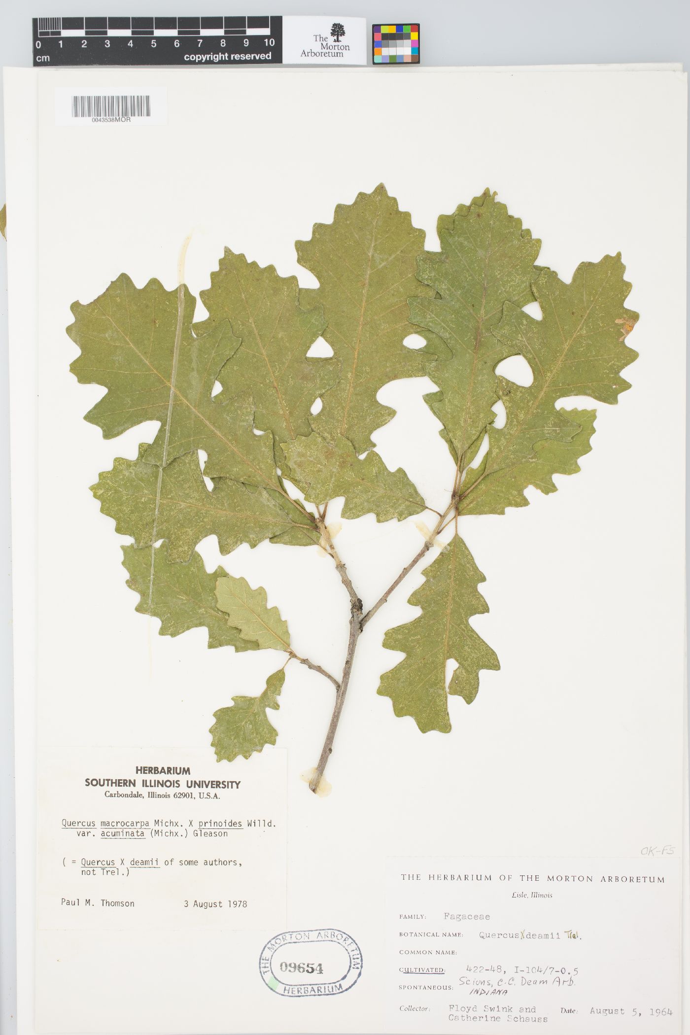 Quercus × deamii image