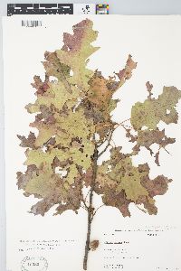 Quercus buckleyi image