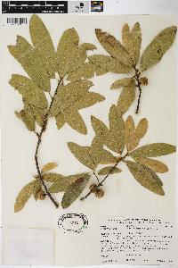 Quercus imbricaria image