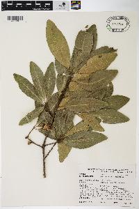 Quercus imbricaria image