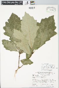 Quercus bicolor image