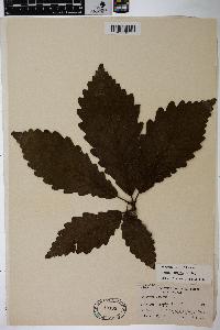 Quercus montana image