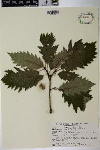 Image Associated With the Occurence