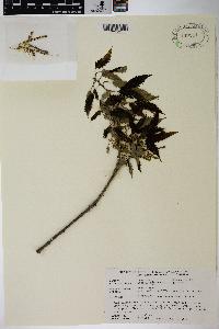 Image Associated With the Occurence