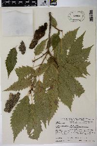 Image Associated With the Occurence