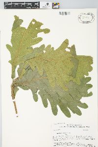 Quercus dentata image