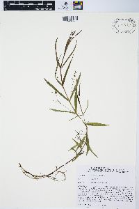 Veronica scutellata image