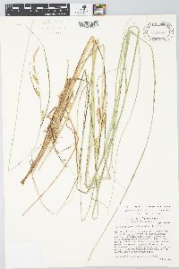 Carex aquatilis var. substricta image