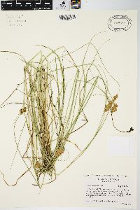 Carex scoparia var. scoparia image