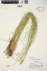 Carex prairea image