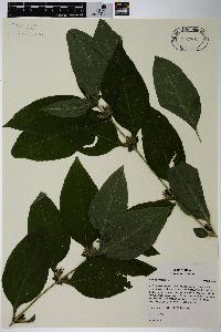 Ruellia strepens image