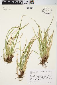 Carex pedunculata image