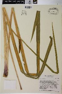 Acorus calamus image