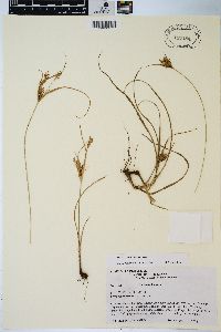 Cyperus × mesochorus image