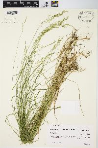 Poa nemoralis image