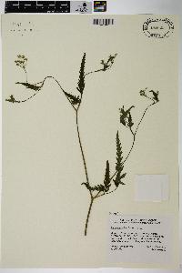 Torilis japonica image