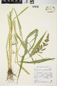 Echinochloa muricata var. muricata image