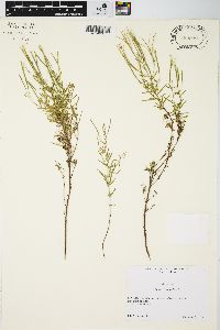 Epilobium leptophyllum image