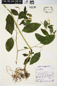 Impatiens pallida image