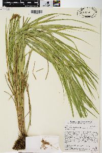 Carex tribuloides var. tribuloides image