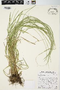 Carex normalis image