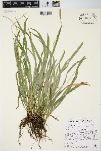 Carex hirtifolia image