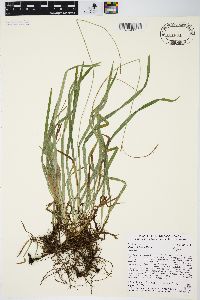 Carex hirtifolia image