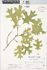 Quercus ellipsoidalis image