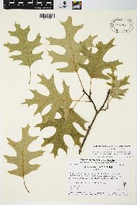 Quercus ellipsoidalis image