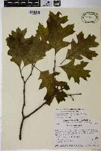 Quercus ellipsoidalis image