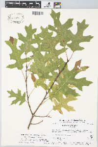 Quercus ellipsoidalis image