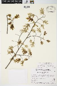 Quercus ellipsoidalis image